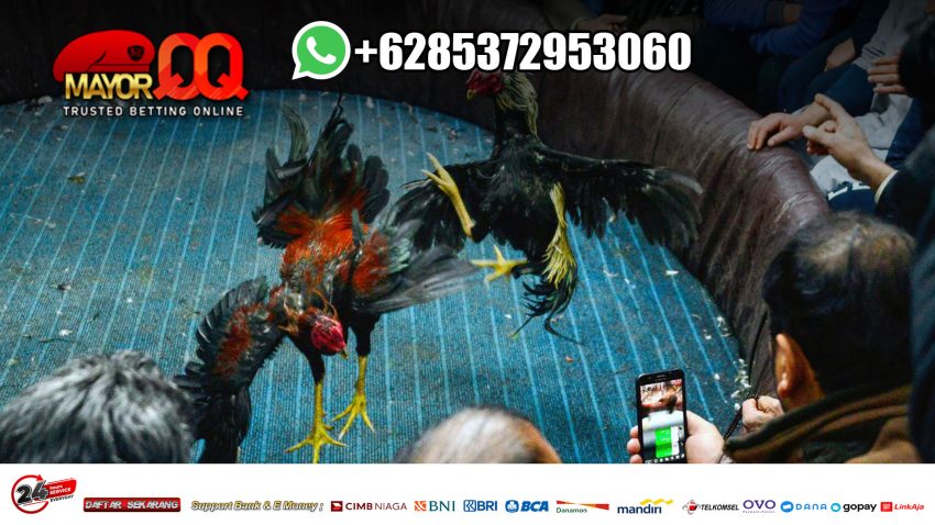 Situs Agen SV388 Sabung Ayam Online & Bandar Judi Adu Ayam Terpercaya